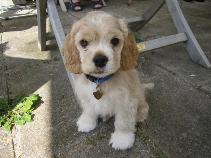 Amerikansk cocker spaniel Milo billede 1