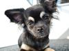 Chihuahua Aya