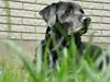 Labrador retriever Stella