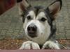 Siberian husky Shiba