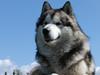 Alaskan malamute Moon Song´s caerry red bounty (Qato) [ Himmelhund]