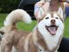 Siberian husky Hulduheims David [ Himmelhund]