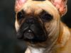 Fransk bulldog Siff