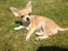 Chihuahua Balou