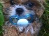 Shih tzu Pepsi