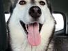 Siberian husky Chessie