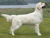 Golden retriever Höhrmann's Bring It On