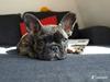 Fransk bulldog Aja [ Himmelhund]