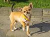 Chihuahua *Felizija*