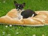 Chihuahua *Melina* [ Himmelhund]