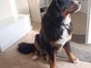 Berner sennenhund Celina. [Tidl. hund]