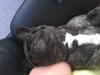 Fransk bulldog Lilo