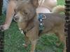 Chihuahua Bailey