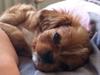 Cavalier king charles spaniel Freja