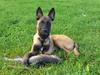 Malinois Bacardi