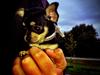 Chihuahua Nala <3