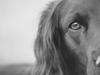 Cocker spaniel Siva <3 *Putte*