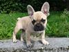 Fransk bulldog Tyson [ Himmelhund]