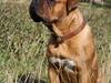 Dogue de bordeaux Glowing Black Sky de La Tour Gelée *Sol*