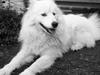 Samojedhund Molly