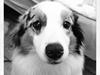 Australian shepherd Moon Rise Smokey Eyes