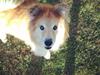 Islandsk fårehund Flóki [ Himmelhund]