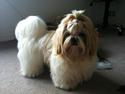 Shih tzu Setti