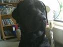 Labrador retriever Bamse. R.I.P.