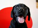 Labrador retriever Samson