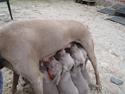 Weimaraner Freja