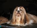 Shih tzu Big Choice Mei Royal Air Force