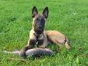 Malinois Bacardi