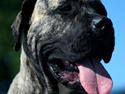 Dogo canario Diamante Rayas Angel "Sera"