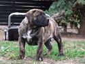 Dogo canario Rash Fuego de Volcanes
