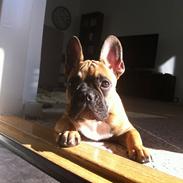 Fransk bulldog Chubby