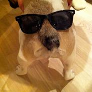 Fransk bulldog Bella