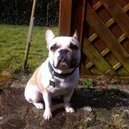 Fransk bulldog Bella