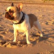 Fransk bulldog Bella