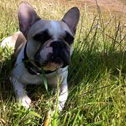 Fransk bulldog Bella