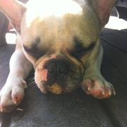 Fransk bulldog Bella