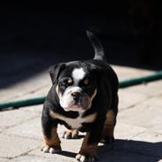 Olde english bulldogge Bulltok´s Baron fra Østergaard