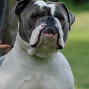 Olde english bulldogge Hugh Hefner