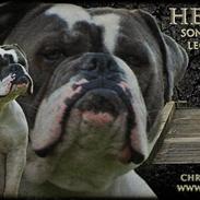 Olde english bulldogge Hugh Hefner