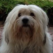 Coton de tulear Ziggy