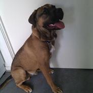 Blanding af racer Eddie