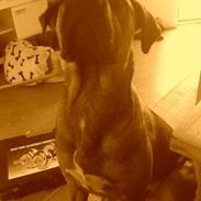 Blanding af racer Eddie