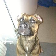 Blanding af racer Eddie