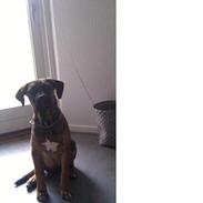 Blanding af racer Eddie