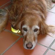 Blanding af racer R.I.P Lady