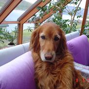 Blanding af racer R.I.P Lady